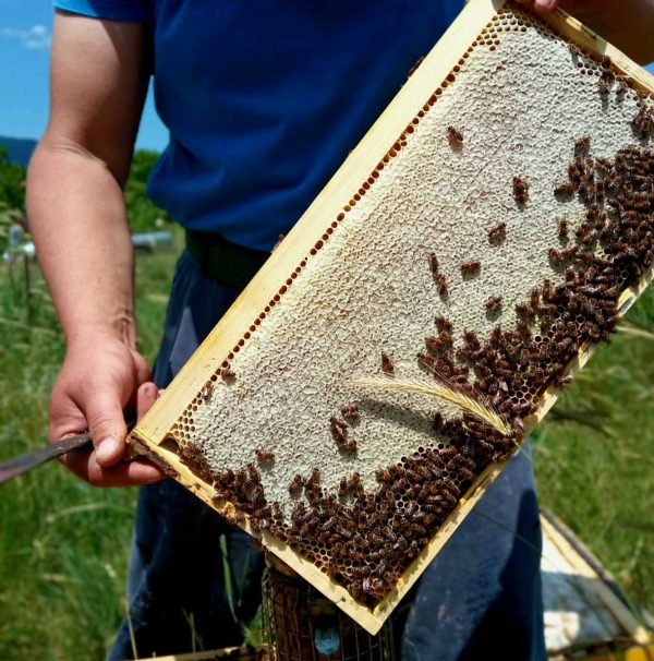 ορεινο pure greek honey καρπενησι μελισσοκομια μελισσια