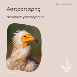 post-wildlife-asproparis